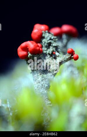 Cladonia sp, eine Flechte, die auf totem Holz wächst. Auf dem Bild können Sie ihre Sporangia, Hersteller von Sporen zu sehen Stockfoto