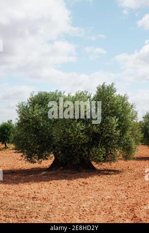 Alter Olivenbaum im Sommer unter blauem Himmel. Vertikales Foto Stockfoto