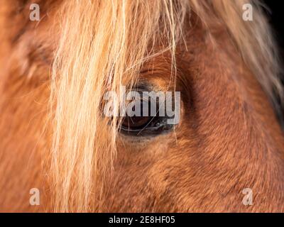 Nahaufnahme des Auges und der Mähne eines Ponys. Stockfoto