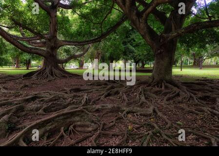 Ficus drupacea Wurzeln in Royal Botanical Gardens in Peradeniya, Sri Lanka. Dieser tropische einheimische Baum kann eine Höhe von 30 Metern erreichen Stockfoto