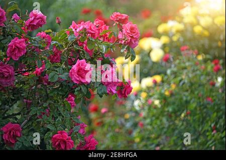 Rote Rosen im Volksgarten Wien Frühling Saison Stockfoto