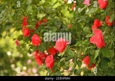 rosen im Volksgarten Wien Frühling Saison Stockfoto