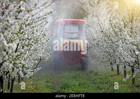 Traktor sprüht Insektizid in Kirsche Obstgarten Frühling Stockfoto