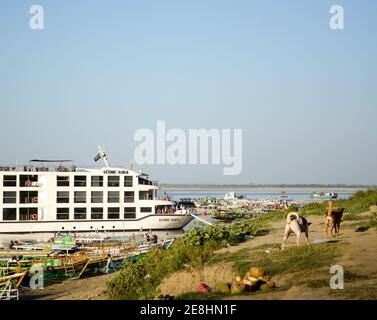 Bagan, Myanmar - zwei Hunde gehen am Flussufer entlang. Ein Kreuzfahrtschiff und kleine Boote vor Anker auf dem Irrawaddy River. Stockfoto