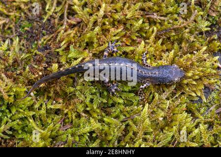 Alpenmolch (Ichthyosaura alpestris), Männchen, auf Moos, Tirol, Österreich Stockfoto