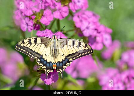 Schwalbenschwanz (Papilio machaon), sitzend auf bärtiger Nelke (Dianthus barbatus), Burgenland, Österreich Stockfoto