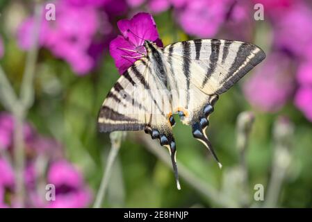 Seltener Schwalbenschwanz (Iphiclides podalirius), trinkender Nektar auf bärtiger Nelke (Dianthus barbatus), Burgenland, Österreich Stockfoto