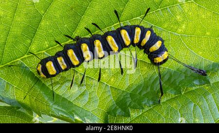 Erlenmotte (Acronicta alni), Raupe, Burgenland, Österreich Stockfoto