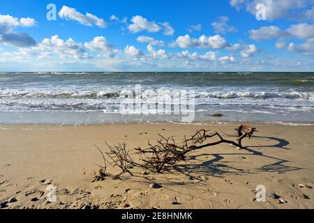 Stürmischer und sonniger Frühlingstag an der Ostsee, Zweig am Strand, Nienhagen, Mecklenburg-Vorpommern, Deutschland Stockfoto