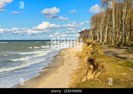 Stürmischer und sonniger Wintertag an der Ostsee, Geisterwald am Strand, Nienhagen, Mecklenburg-Vorpommern, Deutschland Stockfoto