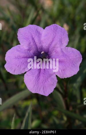 Mexikanische Petunia Ruellia simplex Stockfoto