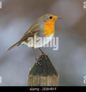 Europäischer Rotkehlchen (Erithacus rubecula), auf einer Gartenzaun-Leiste sitzend, Biosphärenreservat Schwäbische Alb, Baden-Württemberg, Deutschland Stockfoto