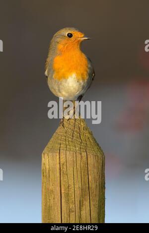 Europäischer Rotkehlchen (Erithacus rubecula), auf einer Gartenzaun-Leiste sitzend, Biosphärenreservat Schwäbische Alb, Baden-Württemberg, Deutschland Stockfoto