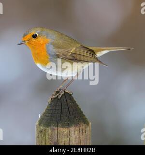 Europäischer Rotkehlchen (Erithacus rubecula), auf einer Gartenzaun-Leiste sitzend, Biosphärenreservat Schwäbische Alb, Baden-Württemberg, Deutschland Stockfoto