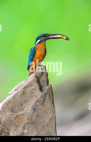 Eisvogel (Alcedo atthis), Männchen auf einem Stein sitzend mit Fisch im Schnabel, Donau-Aue, Baden-Württemberg, Deutschland Stockfoto