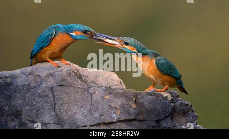 Eisvogel (Alcedo atthis), Männchen, das Weibchen ein Brautgeschenk gibt, Fisch, auf einem Stein, Donaudurchfluter, Baden-Württemberg, Deutschland Stockfoto