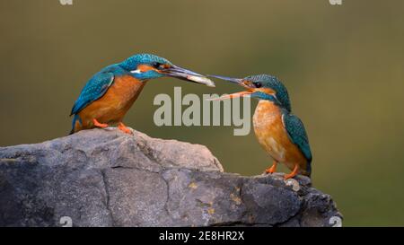 Eisvogel (Alcedo atthis), Männchen, das Weibchen ein Brautgeschenk gibt, Fisch, auf einem Stein, Donaudurchfluter, Baden-Württemberg, Deutschland Stockfoto