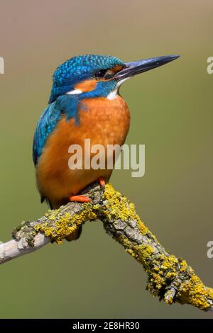 Eisvogel (Alcedo atthis), Männchen auf einem Flechtenzweig sitzend, Donau-Aue, Baden-Württemberg, Deutschland Stockfoto