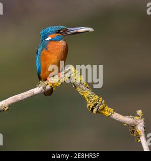 Eisvogel (Alcedo atthis), Männchen auf einem mit Flechten bedeckten Ast sitzend mit Fischen im Schnabel, Donauauen, Baden-Württemberg, Deutschland Stockfoto