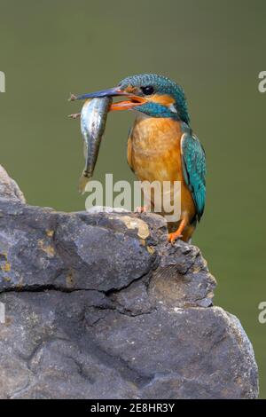 Eisvogel (Alcedo atthis), Weibchen sitzend auf einem Stein mit Fisch im Schnabel, Donauauen, Baden-Württemberg, Deutschland Stockfoto