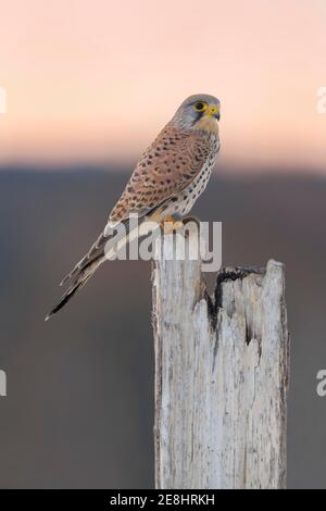 Gewöhnlicher Turmfalke (Falco tinnunculus), junges Männchen auf Weideland mit Feldmaus am roten Himmel, Morgendämmerung, Biosphärenreservat Schwäbische Alb Stockfoto