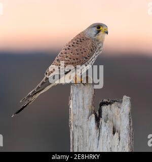 Gewöhnlicher Turmfalke (Falco tinnunculus), junges Männchen auf Weideland mit Feldmaus am roten Himmel, Morgendämmerung, Biosphärenreservat Schwäbische Alb Stockfoto