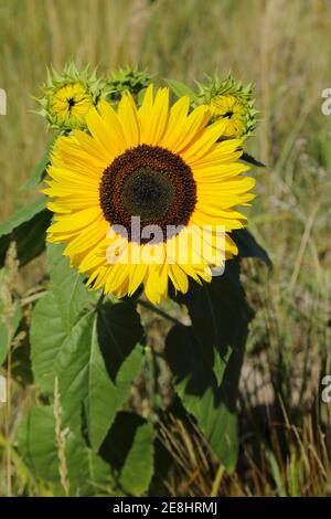 Sonnenblume (Helianthus annuus), mit Knospen, allein stehend im Feld, Burgenland, Österreich Stockfoto