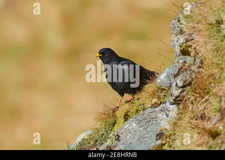 Alpenküchlein (Pyrrhocorax graculus), Nationalpark hohe Tauern, Österreich Stockfoto