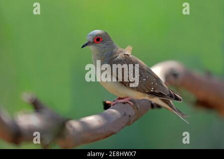 Diamanttaube (Geopelia cuneata), Erwachsene an Zweigstellen, Gorge Wildlife Park, Gorge Wildlife Park, Cuddly Creek, South Australia, Australien Stockfoto