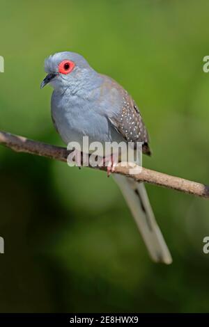 Diamanttaube (Geopelia cuneata), Erwachsene an Zweigstellen, Gorge Wildlife Park, Gorge Wildlife Park, Cuddly Creek, South Australia, Australien Stockfoto