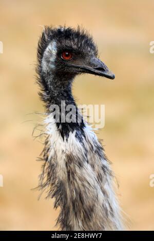 EMU (Dromaius novaehollandiae), Erwachsene, Porträt, Kangaroo Island Wildlife Park, Parndana, Kangaroo Island, South Australia, Australien Stockfoto