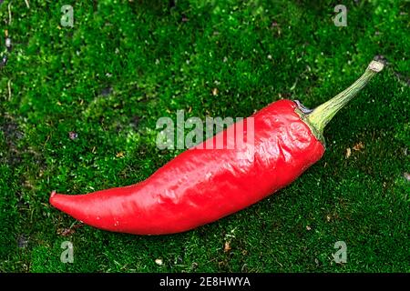 Eine Schote roten Paprika liegt auf dem grünen Moos. Würzige Würze. Stockfoto