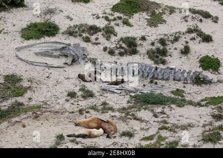 Australische Seelöwen (Neophoca cinerea), Gruppe liegt am Strand, Ruhe, Skelett von Buckelwal, Seal Bay Conservation Park, Kangaroo Island Stockfoto