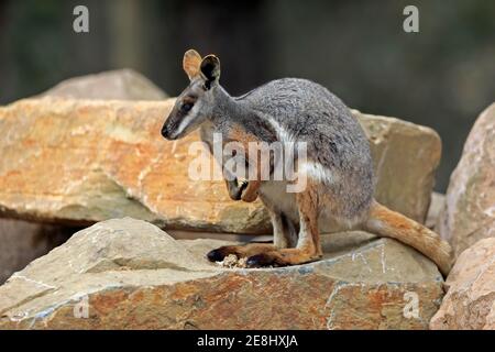 Gelbfüßiges Felswallaby (Petrogale xantopus), erwachsen, auf Felsen, wachsam, Südaustralien, Australien Stockfoto