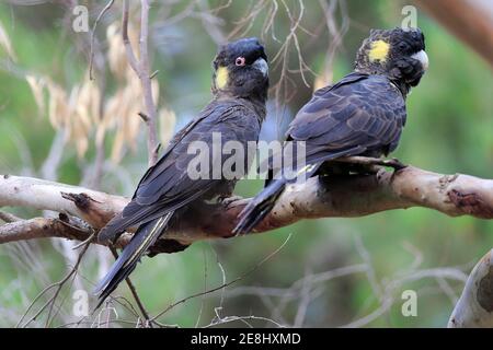 Gelbschwanz-Kakadus (Calyptorhynchus funereus), Erwachsene, Paar sitzend auf Baum, Kangaroo Island, South Australia, Australien Stockfoto