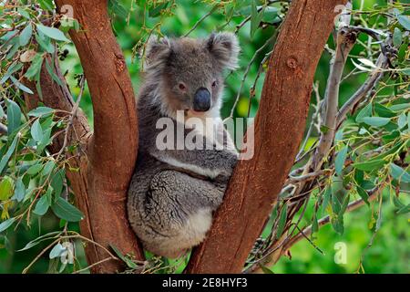 Koala (Phascolarctos cinereus), Erwachsene, auf Baum, Kangaroo Island Wildlife Park, Parndana, Kangaroo Island, South Australia, Australien Stockfoto