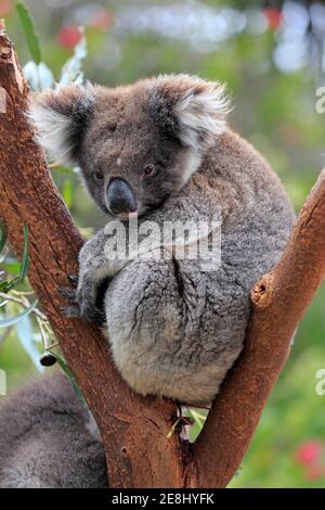 Koala (Phascolarctos cinereus), Erwachsene, auf Baum, Kangaroo Island Wildlife Park, Parndana, Kangaroo Island, South Australia, Australien Stockfoto