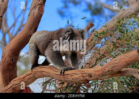 Koala (Phascolarctos cinereus), Erwachsener, Kletterbaum, Kangaroo Island Wildlife Park, Parndana, Kangaroo Island, South Australia, Australien Stockfoto