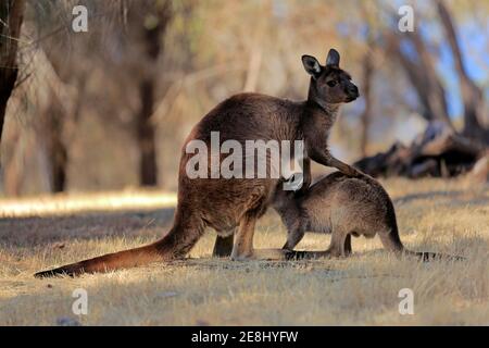 Kangaroo Island graues Känguru (Macropus fuliginosus fuliginosus), Mutter mit Jungen, joey, Sozialverhalten, Säugen, Kangaroo Island, Süd Stockfoto