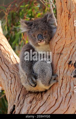 Koala (Phascolarctos cinereus), Erwachsene, sitzt in einer Abzweigung, Kangaroo Island Wildlife Park, Parndana, Kangaroo Island, South Australia, Australien Stockfoto