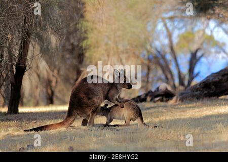 Kangaroo Island graues Känguru (Macropus fuliginosus fuliginosus), Mutter mit Jungen, joey, Sozialverhalten, Säugen, Kangaroo Island, Süd Stockfoto