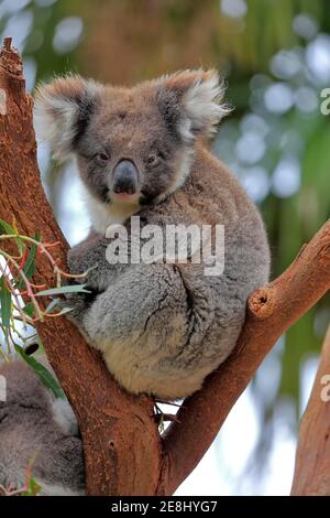 Koala (Phascolarctos cinereus), Erwachsene, auf Baum, Kangaroo Island Wildlife Park, Parndana, Kangaroo Island, South Australia, Australien Stockfoto