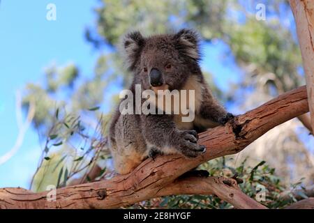 Koala (Phascolarctos cinereus), Erwachsene, auf Baum, Kangaroo Island Wildlife Park, Parndana, Kangaroo Island, South Australia, Australien Stockfoto