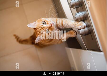 Von oben entzückende Katze mit braunem Fell auf dem steht Hinterbeine, während sie sich auf den Herd lehnten und nach oben schauten Zu Hause Stockfoto