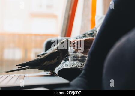 Seitenansicht der Ernte unkenntlich weibliche Besitzerin in legerer Kleidung Fütterung niedlichen Weiro Vogel mit Sonnenblumenkernen, während sich auf Bequeme Couch mit l Stockfoto