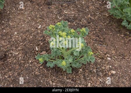 Selbst angebaute Bio-Meerkale-Pflanze (Crambe maritima) wächst in einem Gemüsegarten in Rural Somerset, England, Großbritannien Stockfoto
