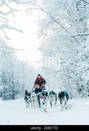 Nicht erkennbarer männlicher Musher, der hinter dem Schlitten läuft und an dem das Kind vorbei zieht Schlittenhunde laufen auf verschneiten Straßen im Winterwald Stockfoto