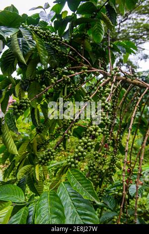 Nahaufnahme von Kaffeebohnen (Rubiaceae) auf einer Kaffeeplantage im Dschungel von Sao Tome, Sao Tome und Principe, Atlantik Stockfoto