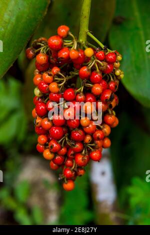 Rote Kaffeebeeren (Rubiaceae) im Botanischen Garten von Bom Sucesso, Sao Tome, Sao Tome und Principe, Atlantik Stockfoto