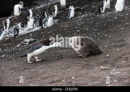 Chinstrap Penguin (Pygoscelis antarctica) füttert seine Küken, Saunders Island, South Sandwich Inseln, Antarktis Stockfoto